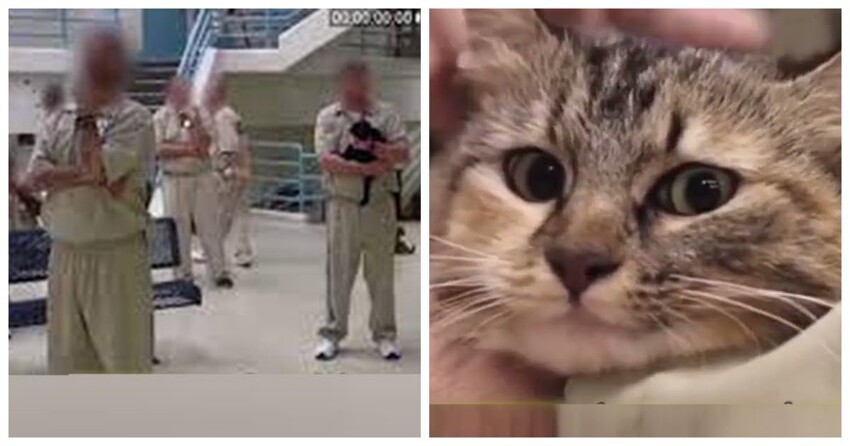Животнотерапия: заключённым разрешили брать к себе котов
