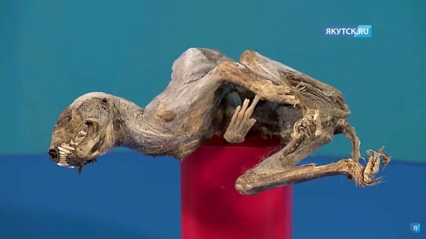 В Якутии нашли мумию загадочного существа