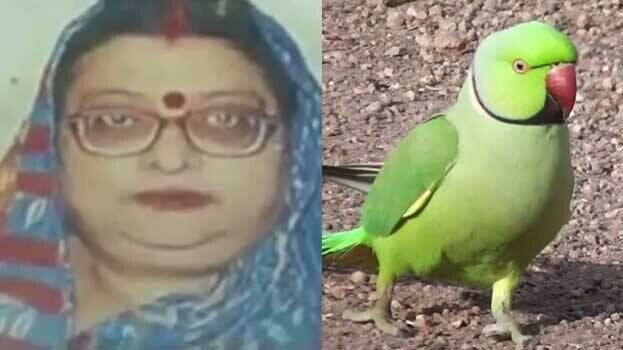 В Индии попугай стал свидетелем убийства и молчать не стал