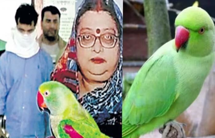 В Индии попугай стал свидетелем убийства и молчать не стал