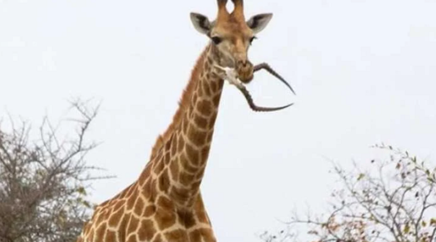 2. Жирафы иногда обгладывают кости, когда им не хватает питательных веществ