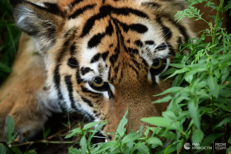 В Приморье мужчину признали виновным в распространении фейков о тиграх