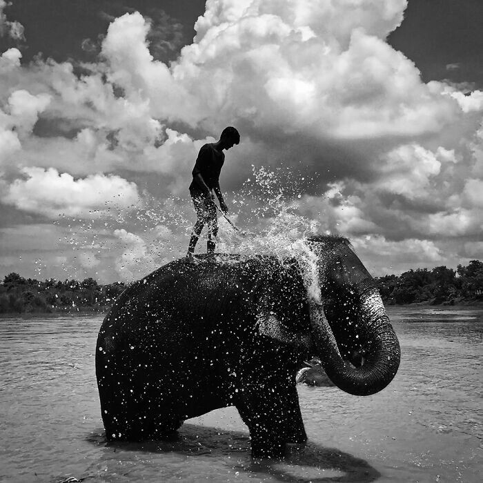 19. Победитель в категории «Черное и белое»: «Слон, Читван», автор Шуолонг Ма 