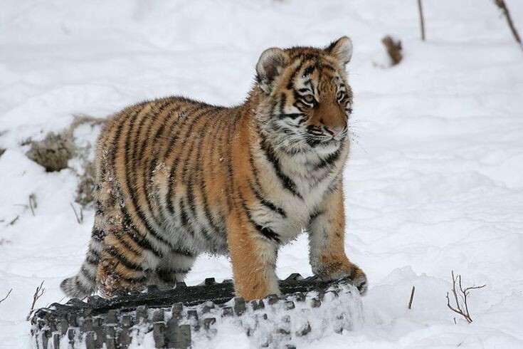След тигра: как на Дальнем Востоке спасают от вымирания могучих таежных хищников