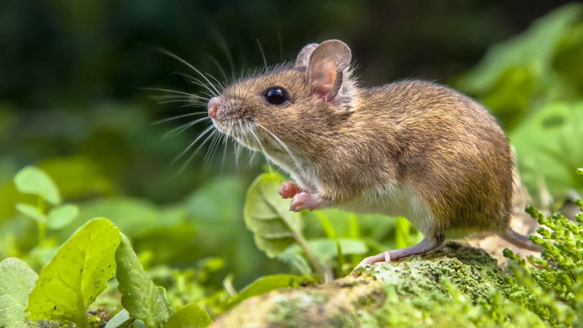Мыши и черви появляются из грязи