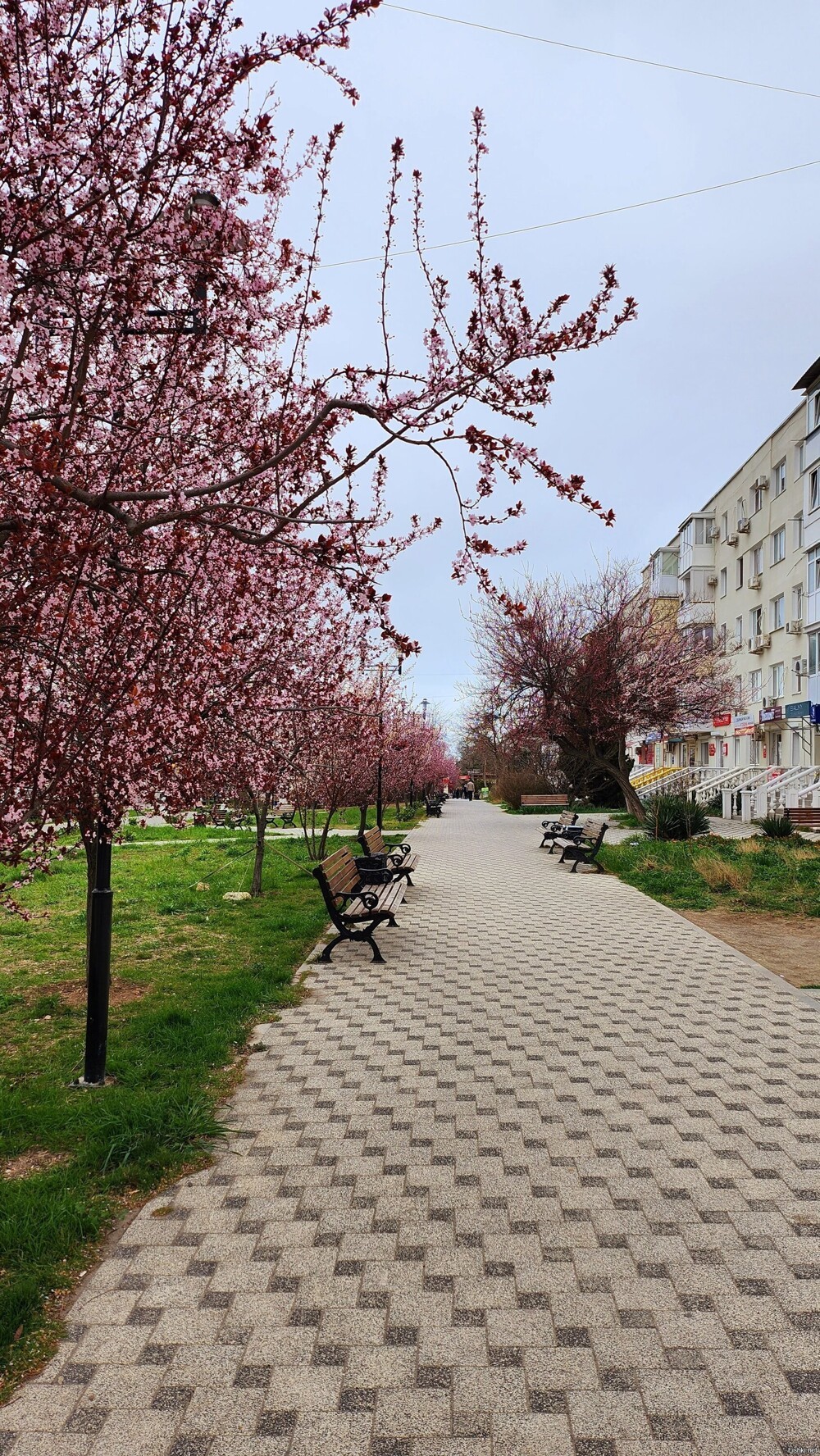 В Севастополе веснеет