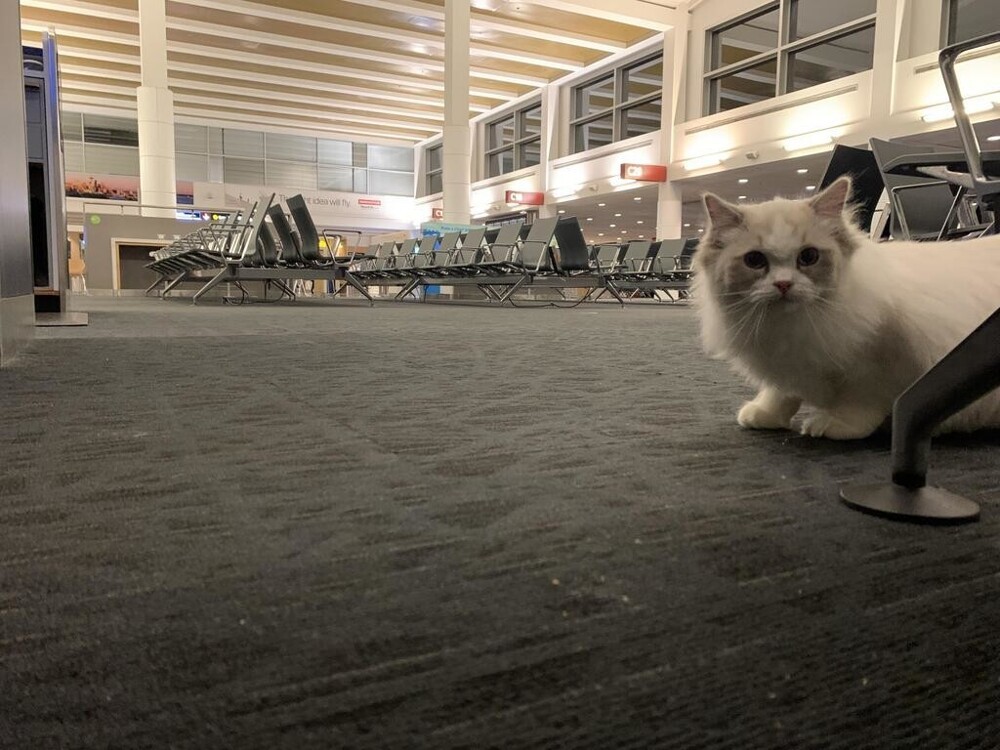 "А я встретил эту милейшую бездомную кошку в аэропорту"