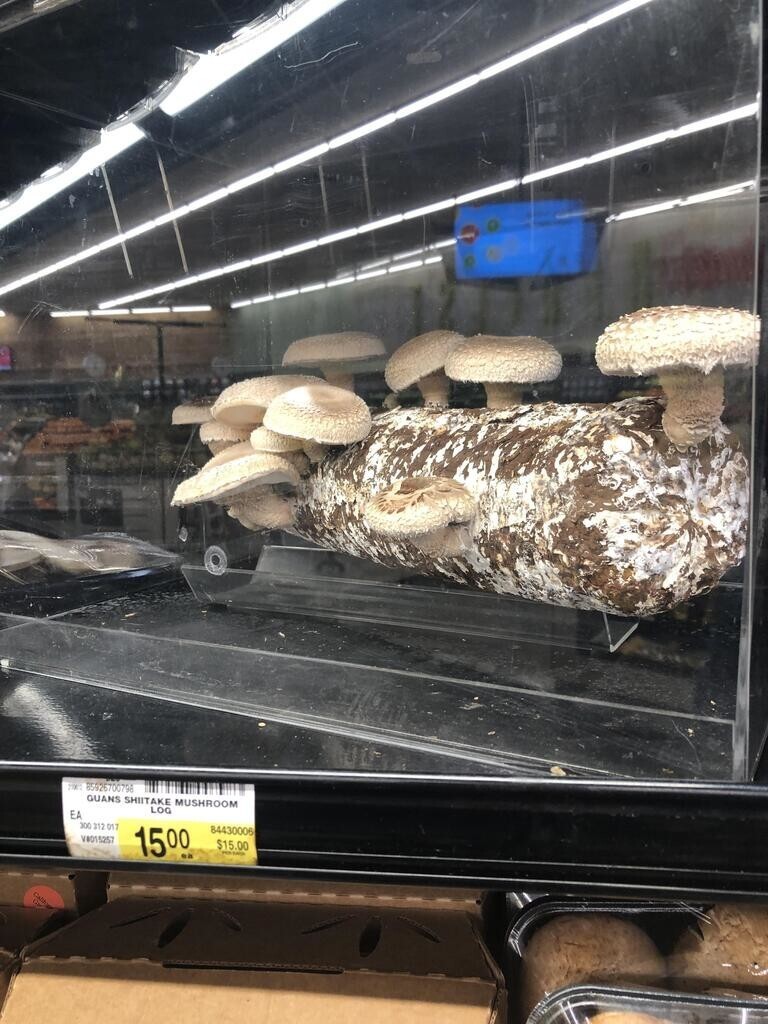 В супермаркете продаются грибы на полене