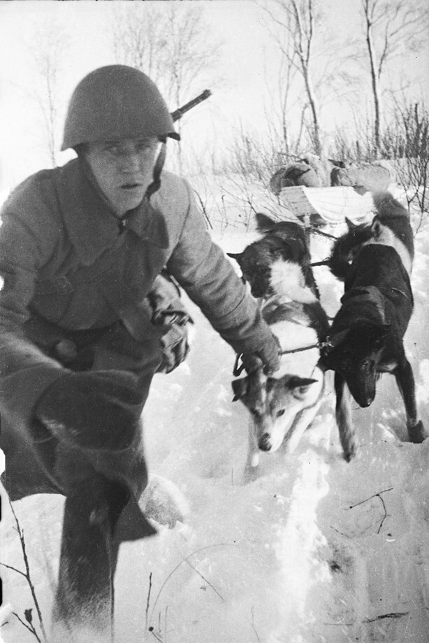 Советский санитар управляет собачьей упряжкой, везущей на волокуше раненого под Ржевом. Калининский фронт. 1942-1943 гг.