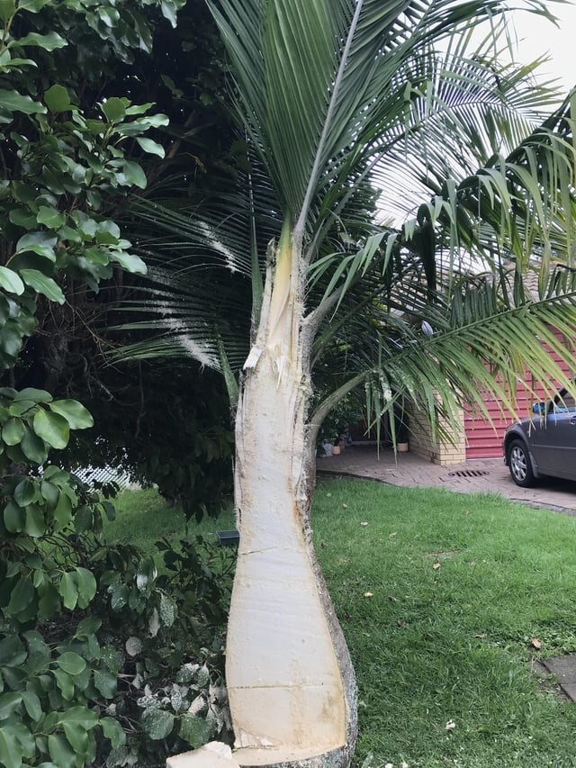 8. Как выглядит ствол пальмы