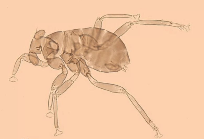 2. Dicopomorpha echmepterygis, 0,139 мм