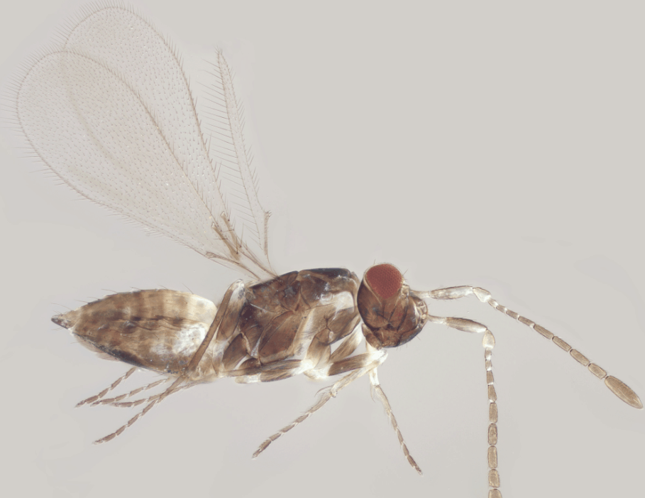 9. Gonatocerus, 2,6 мм