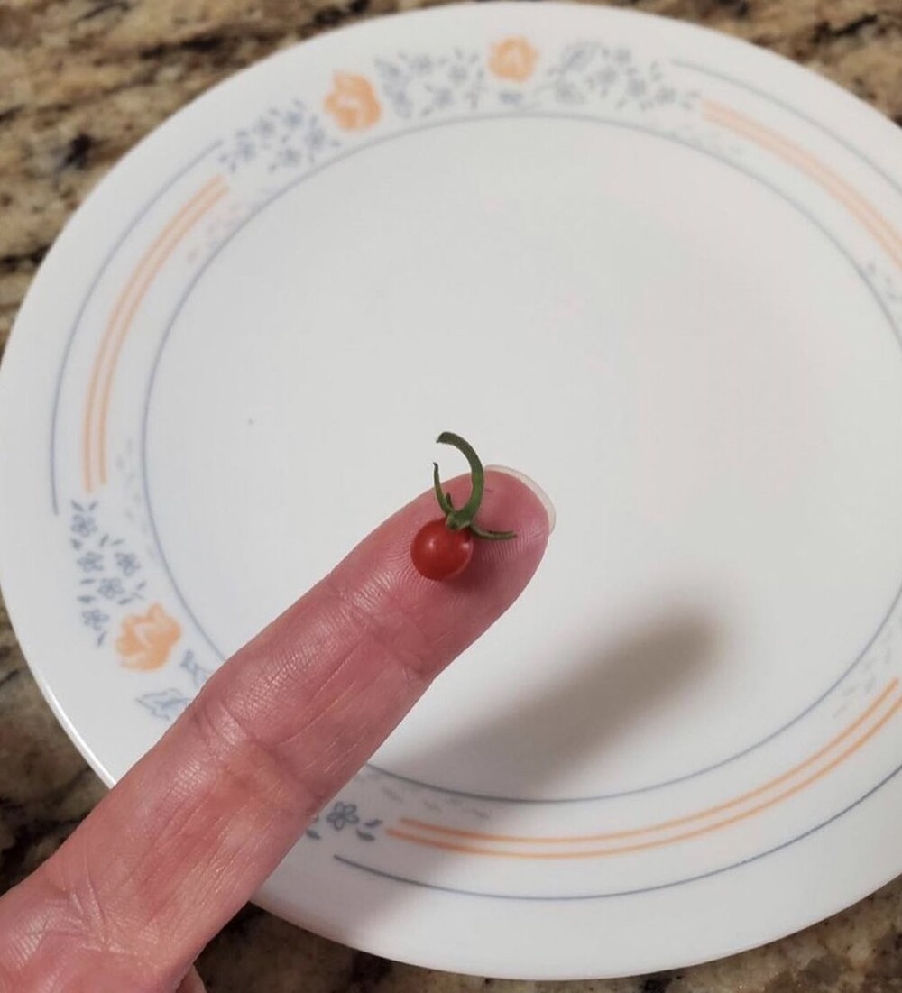 16. "Мои попытки вырастить помидоры пока что не так успешны, как хотелось бы.."