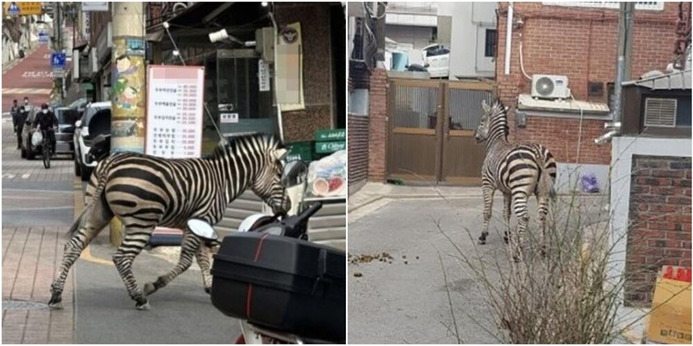 "Свобода!": из корейского зоопарка сбежала зебра