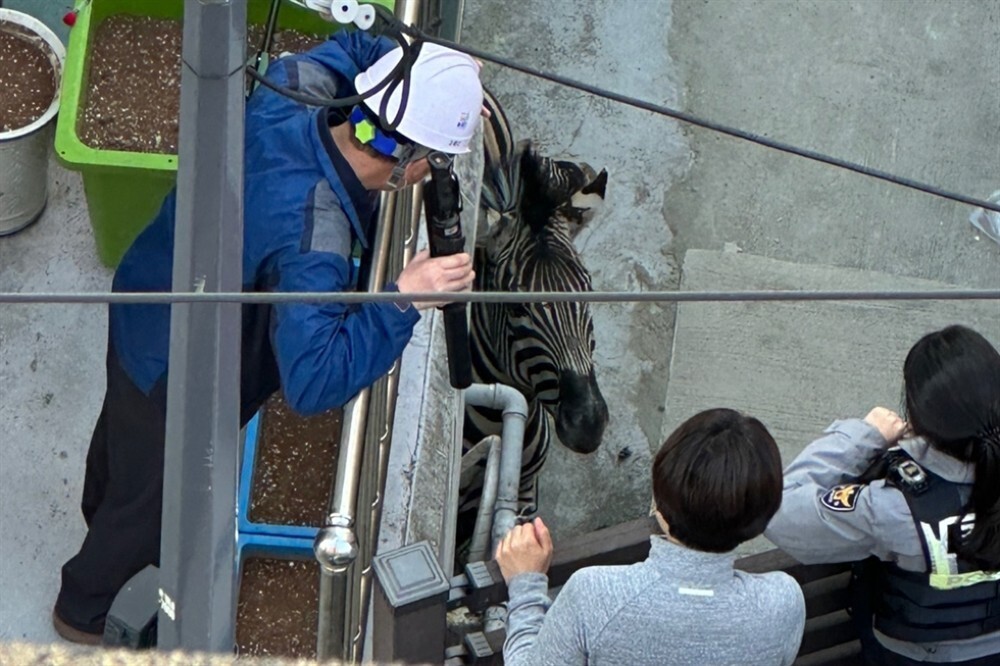 "Свобода!": из корейского зоопарка сбежала зебра
