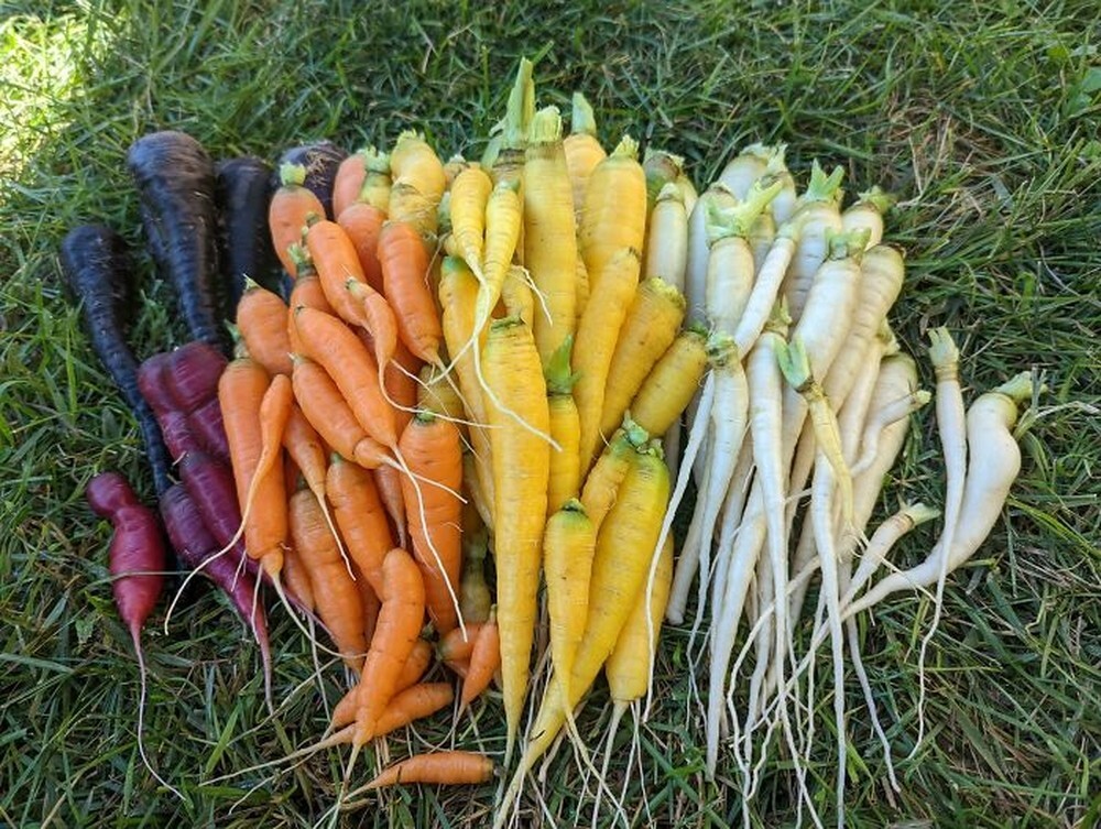24. «Мой радужный урожай моркови из крохотного сада на заднем дворе»