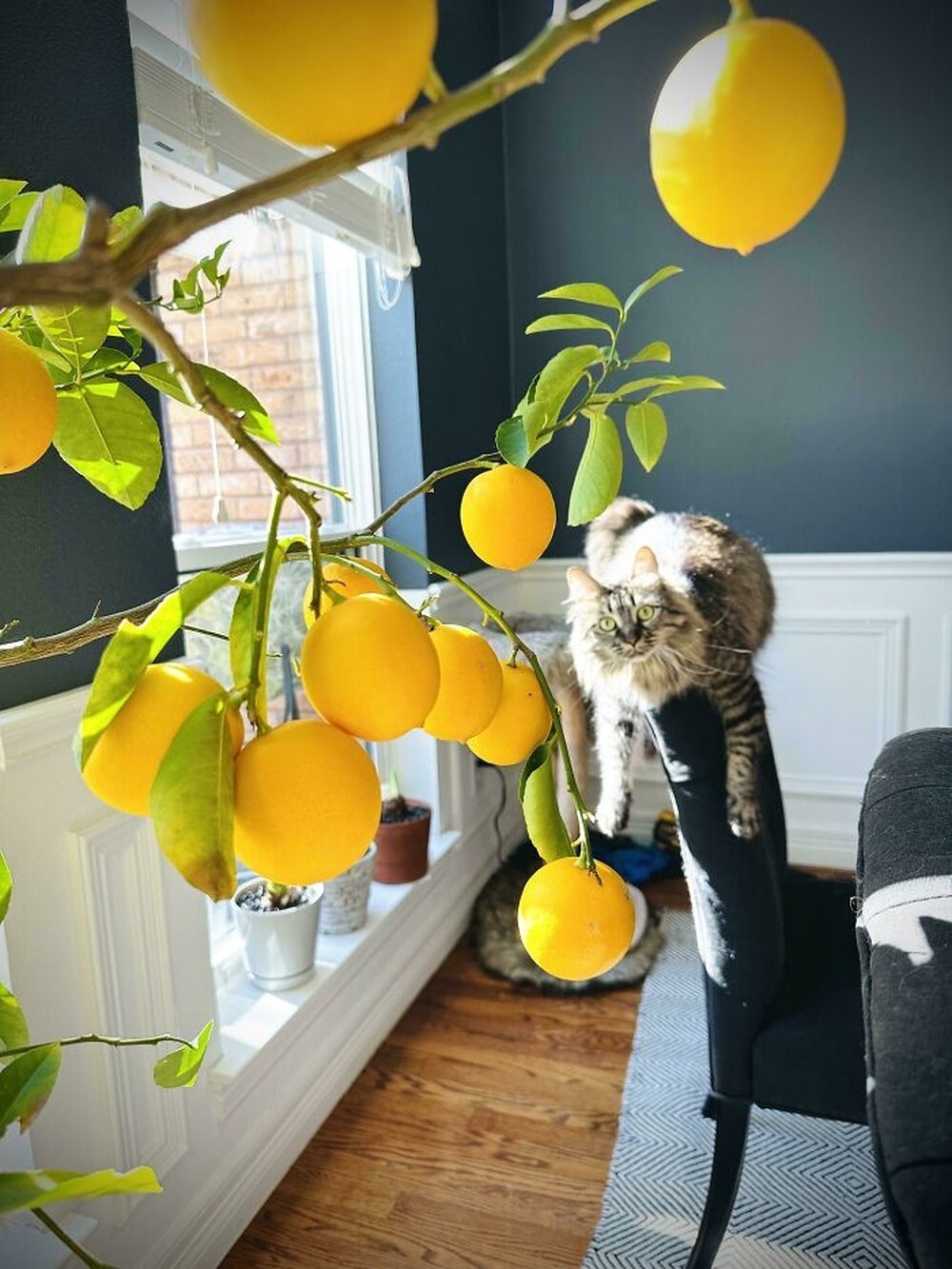 16. «Просто мое лимонное дерево и болтающийся кот»