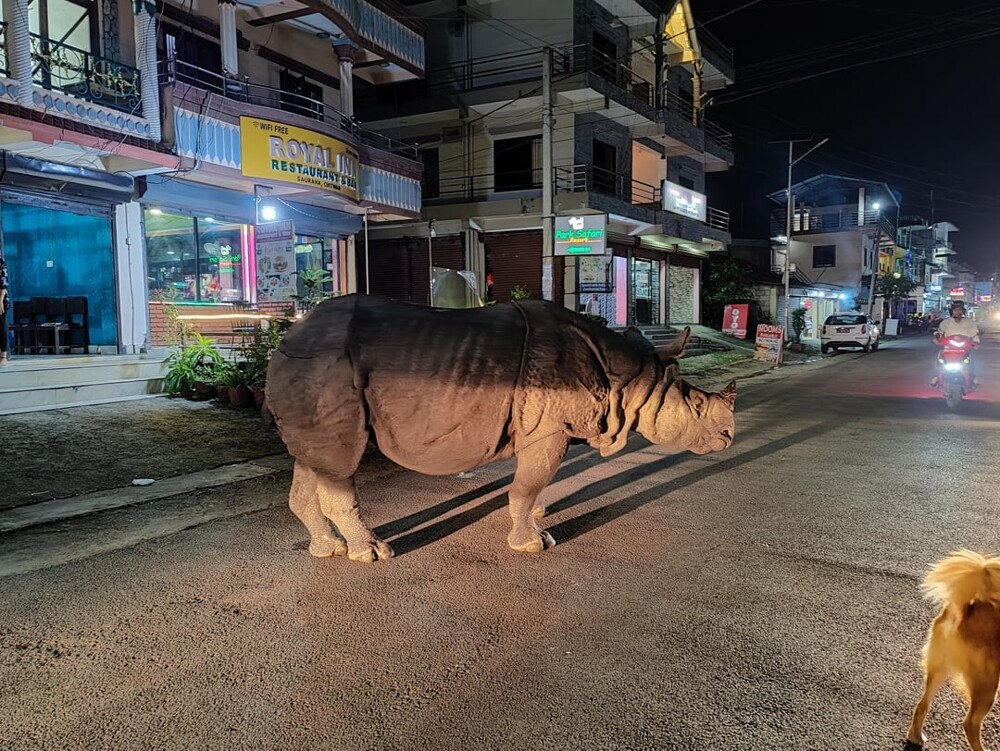 9. Носорог на прогулке по улицам Саурахи, Непал