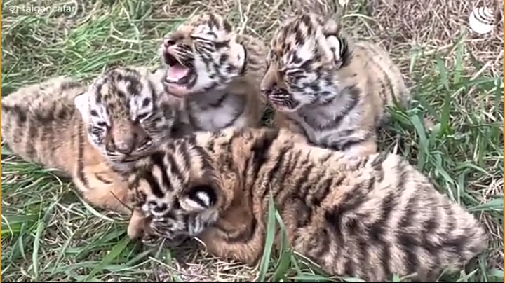 На свет появились сразу четыре амурских тигренка