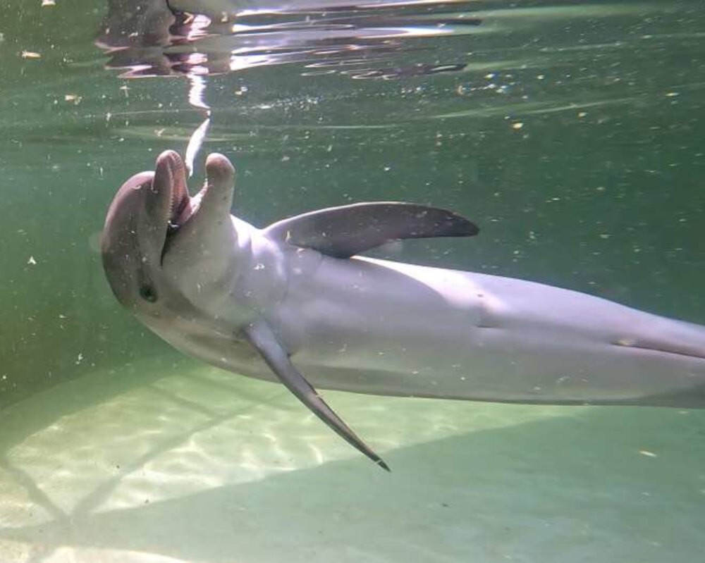 Реабилитационный бассейн для дельфинов от The Wave