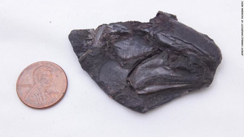 Учёные обнаружили древнейший мозг рыбы, которой 319 млн лет