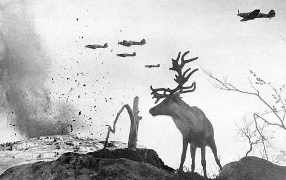 13. Олень Яша на войне, фото Евгения Халдея, 1941 год