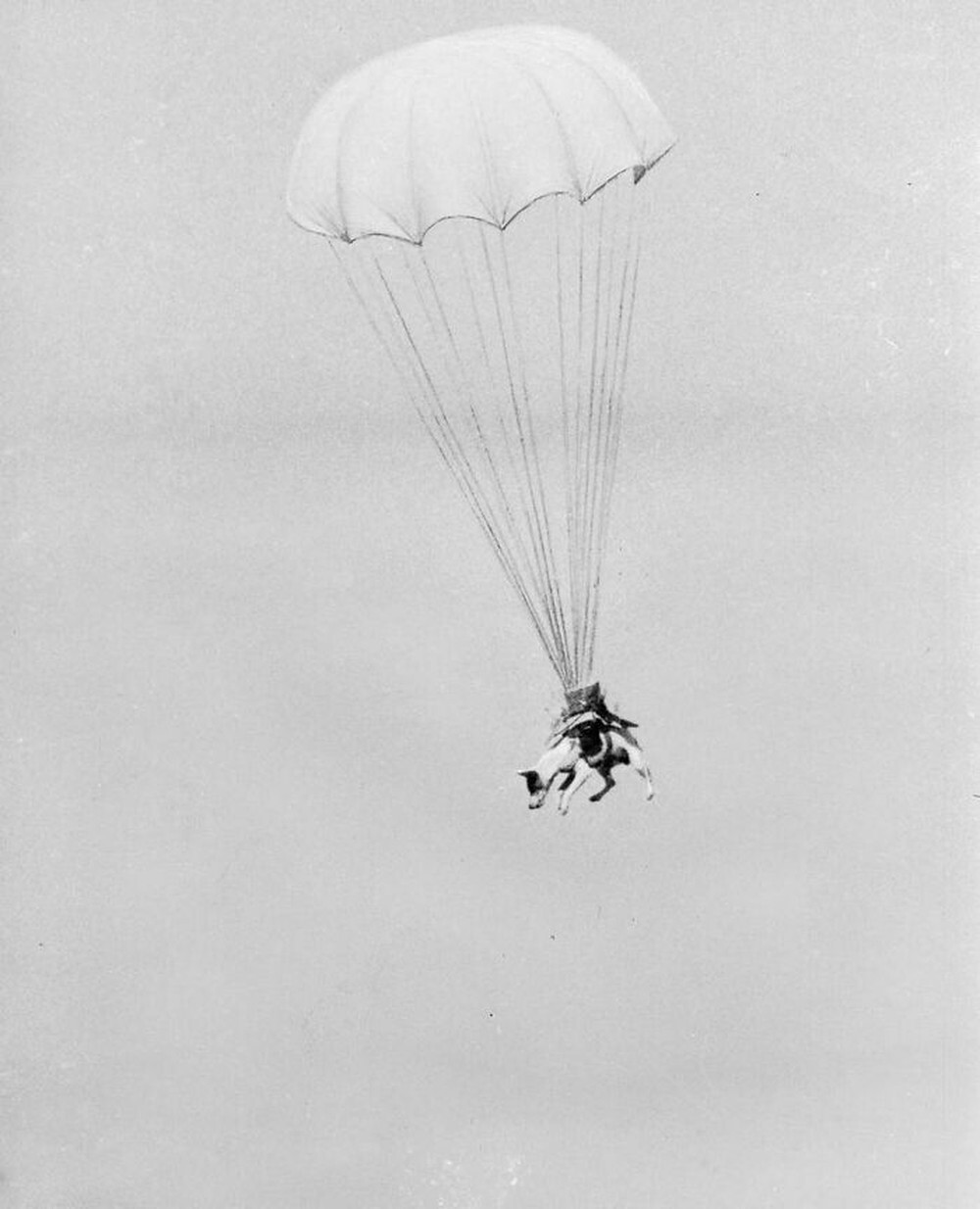 19. «Парапёс» Салво тренируется прыгать с парашютом. Собаки сопровождали войска во время высадки в Нормандии, вынюхивая мины, ловушки и войска противника