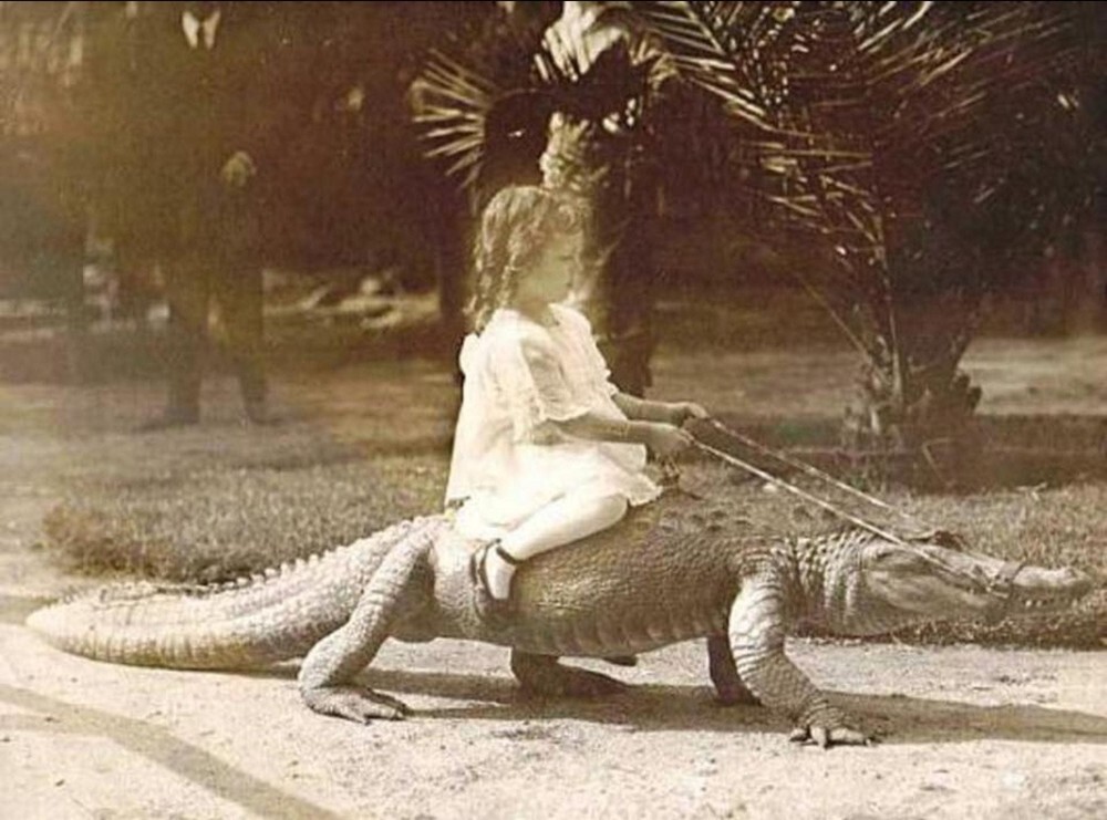 26. Девочка по имени Дорин катается на аллигаторе, 1920-е годы