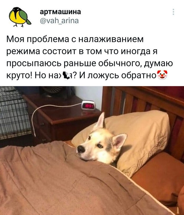 Скрины из соцсетей 