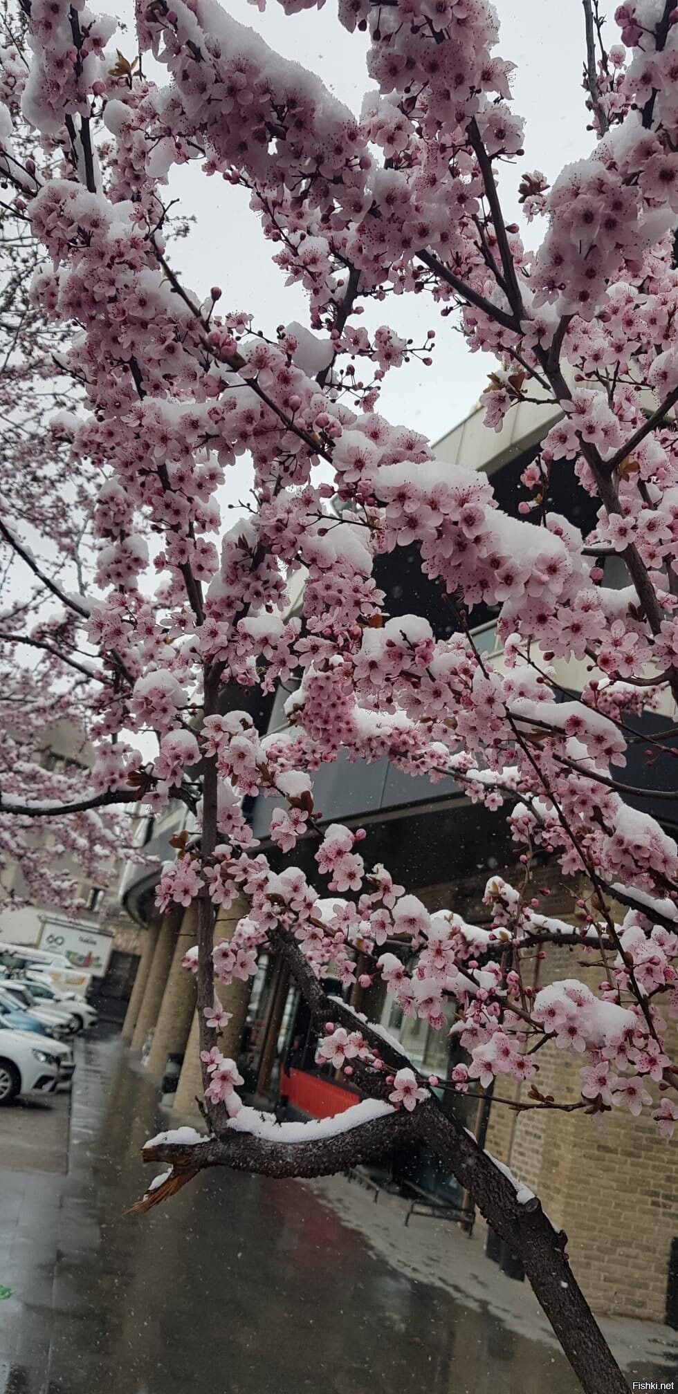 Анкара, неделю назад