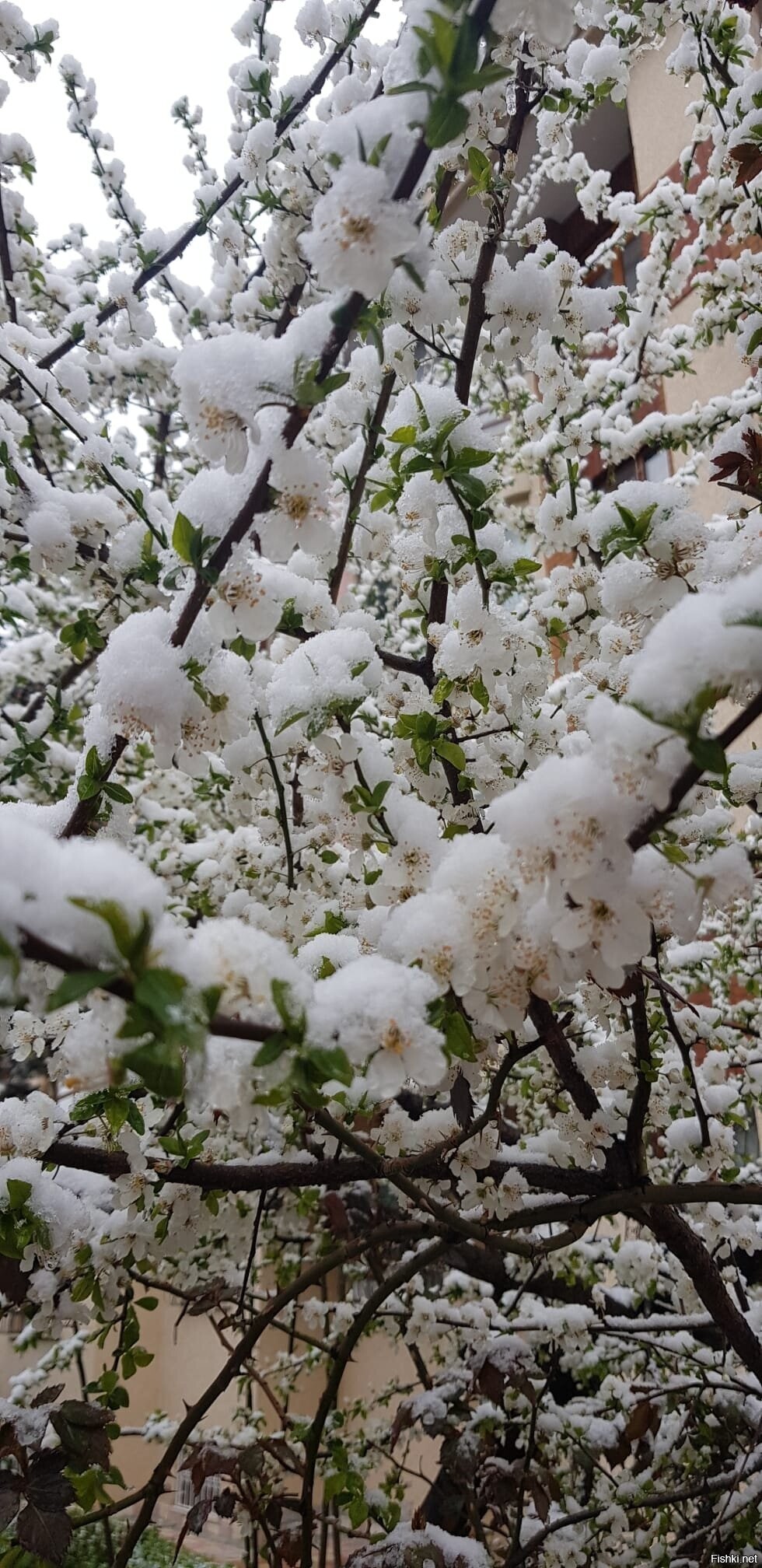 Анкара, неделю назад