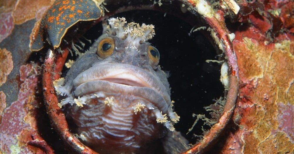 Глубоководная рыбка с собачьим характером