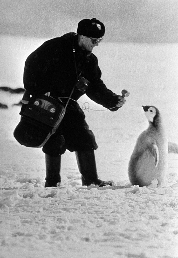Московский корреспондент «берет интервью» у пингвина в Антарктиде, 1966 год