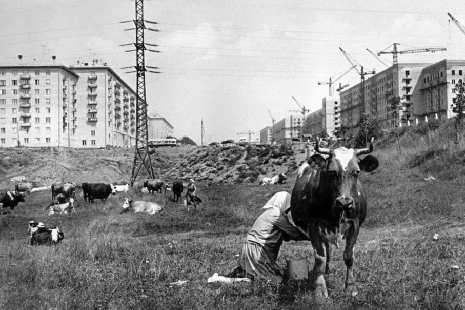 Коровки на Ленинском. 1959 год