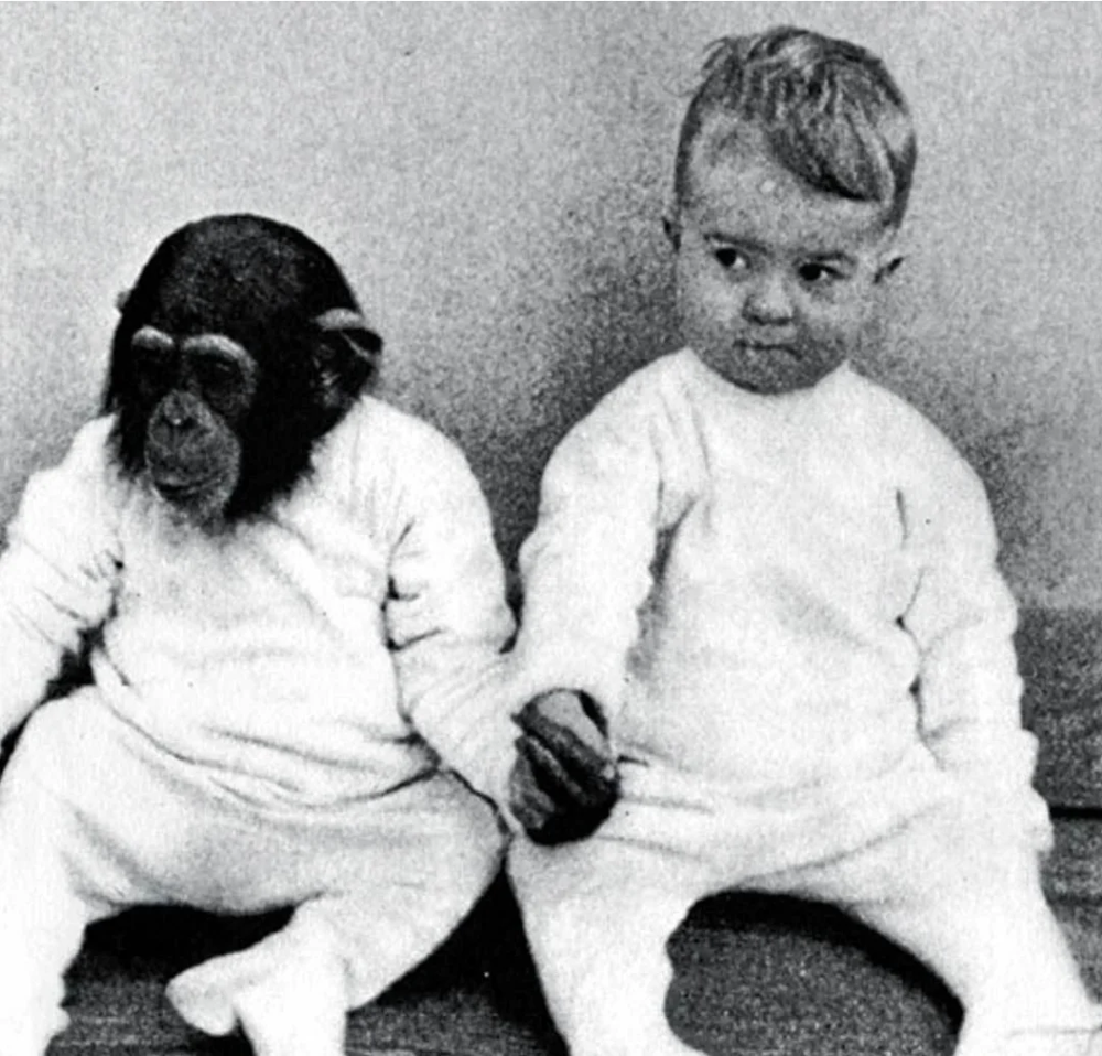 Мальчик и обезьяна: эксперимент