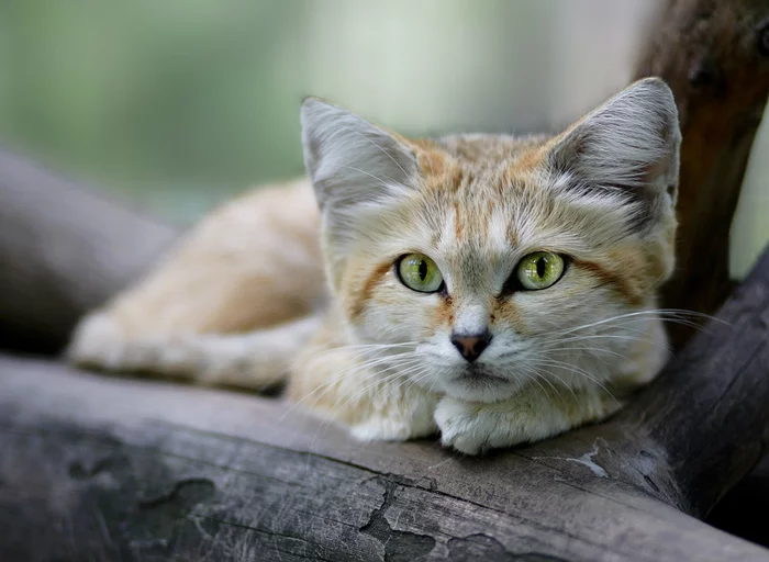 Ну очень грозный зверь: крошечная барханная кошка — рекордсмен по территории