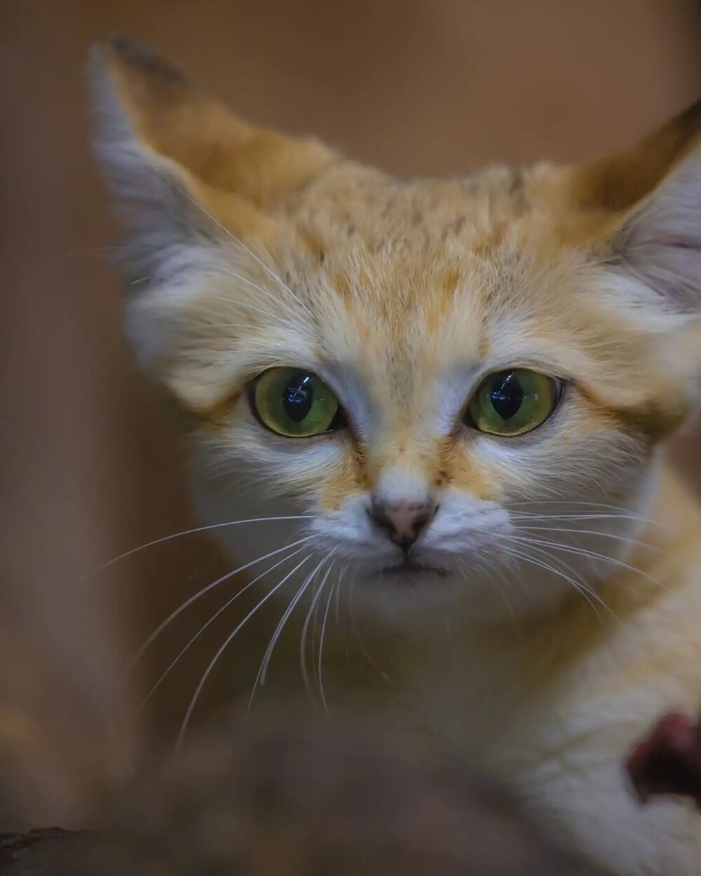 Ну очень грозный зверь: крошечная барханная кошка — рекордсмен по территории