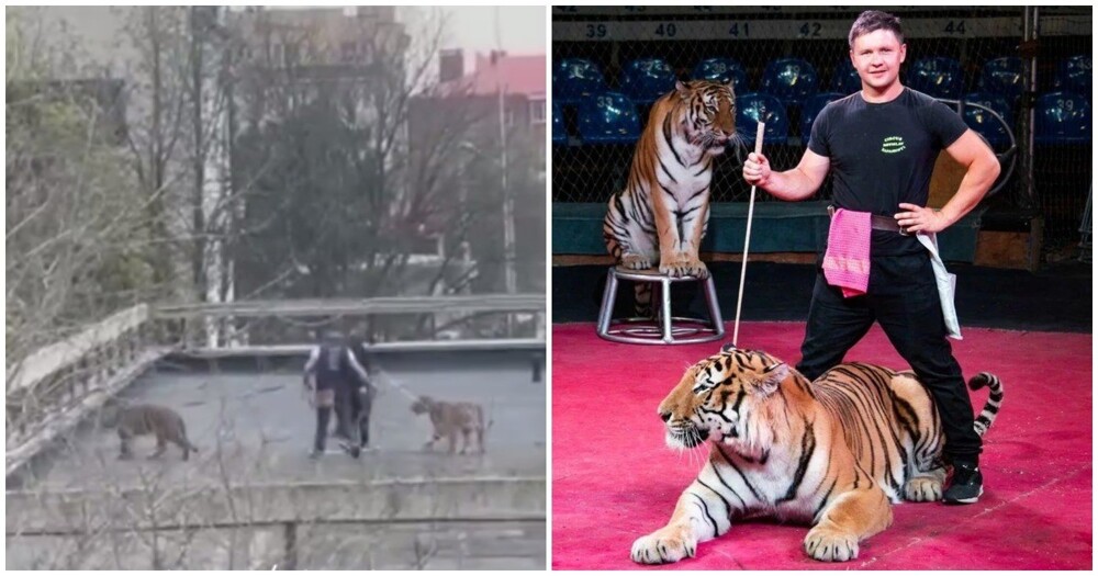 Запашный напугал жителей Ставрополя тиграми на крыше цирка