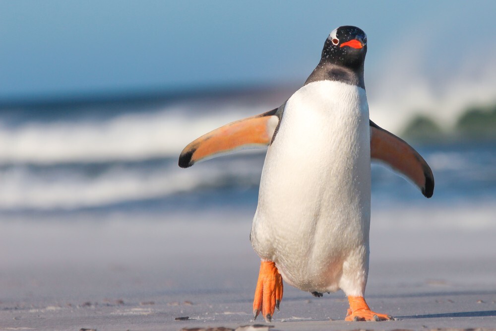 11. У пингвинов над глазами есть железы, которые вытягивают из кровотока лишнюю соль. Поэтому они могут пить морскую воду
