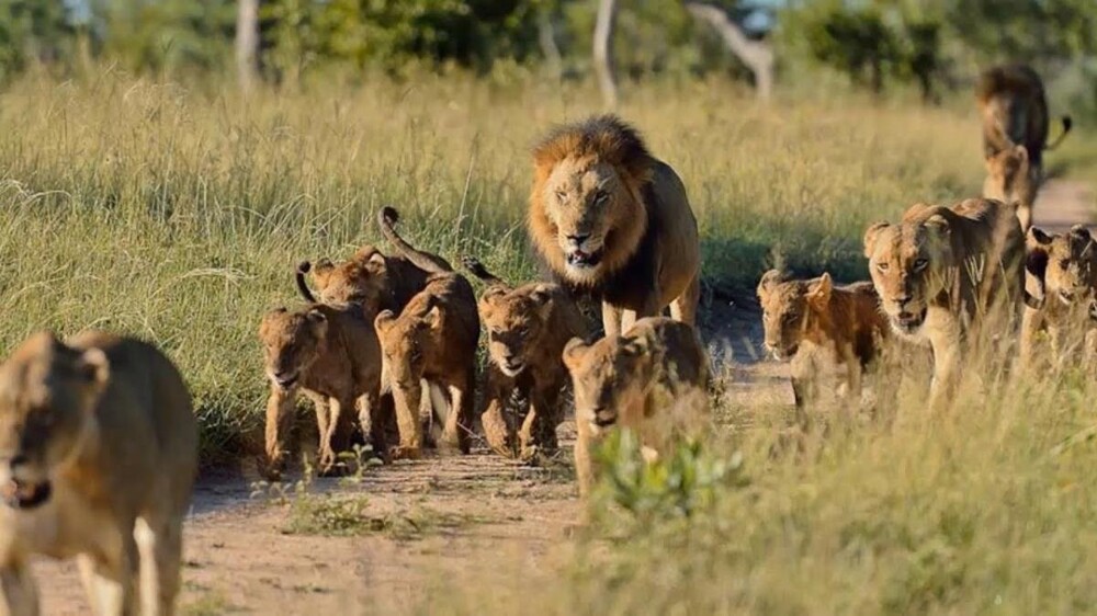 8. Когда лев-самец берет под свой контроль прайд, он обычно прогоняет молодых самцов. Самки ходят на охоту и обеспечивают едой всё семейство