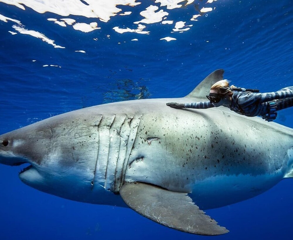 11. Большая белая акула