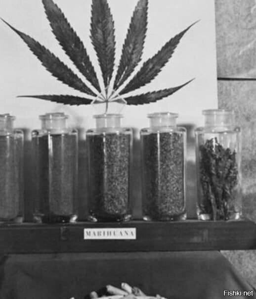 В Америке марихуанна была запрещена в 1937гг после того, как несколько учёных...