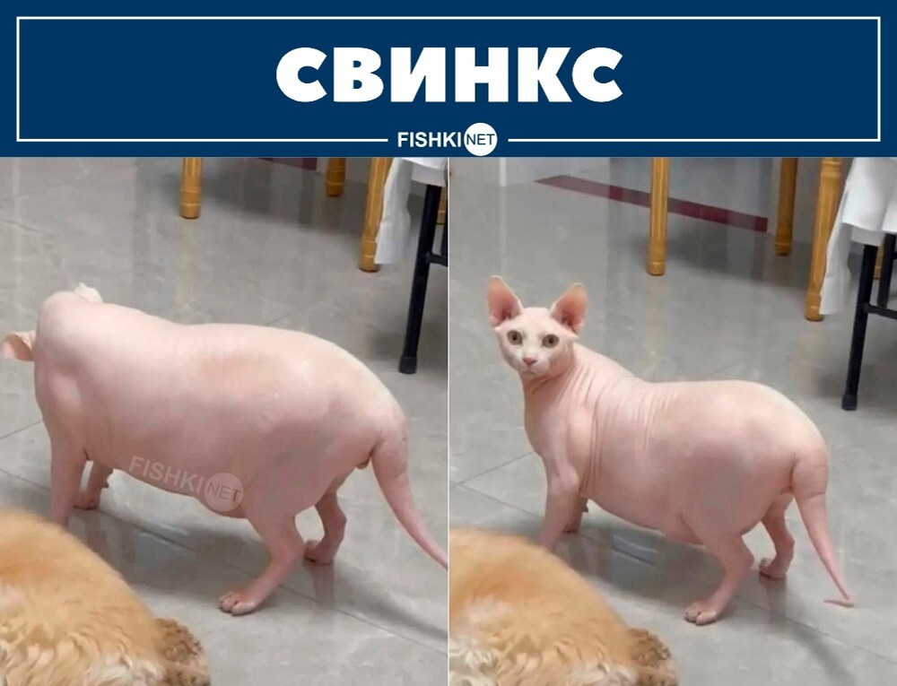 Тот самый кот