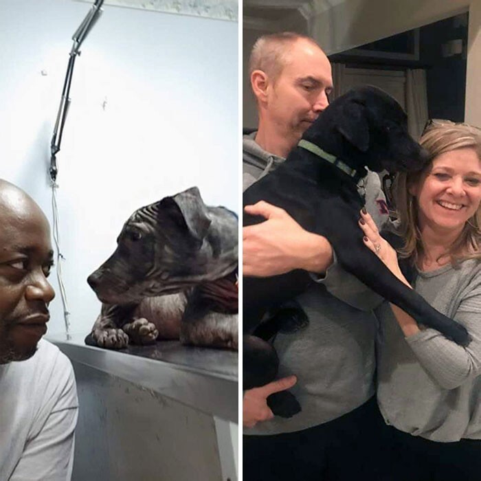 13. Мужчина спас пса с улицы, а на втором фото - тот же пёс после лечения, уже с постоянными хозяевами