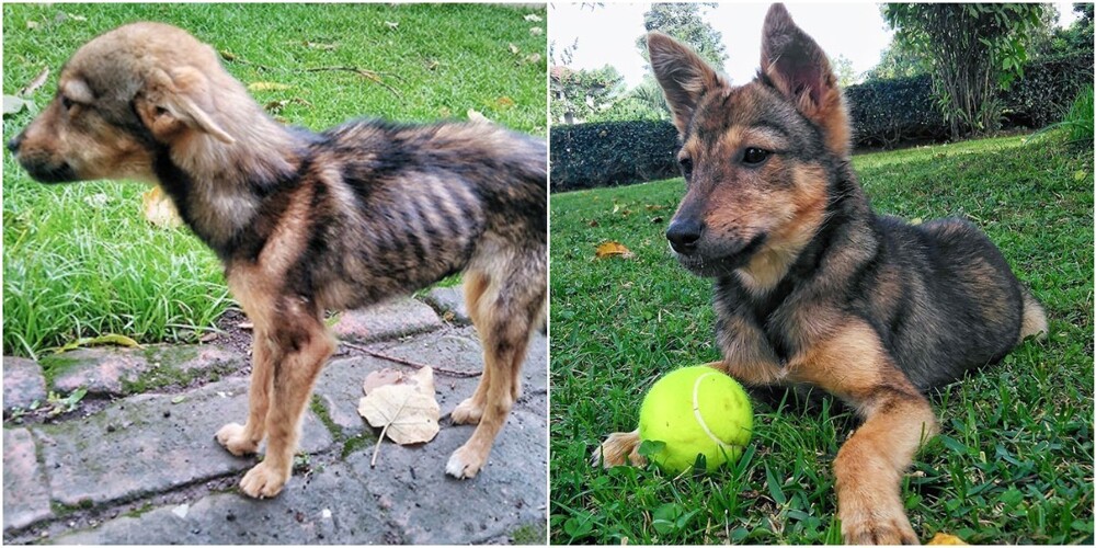 До и после: 30 трогательных фото спасённых с улицы собак