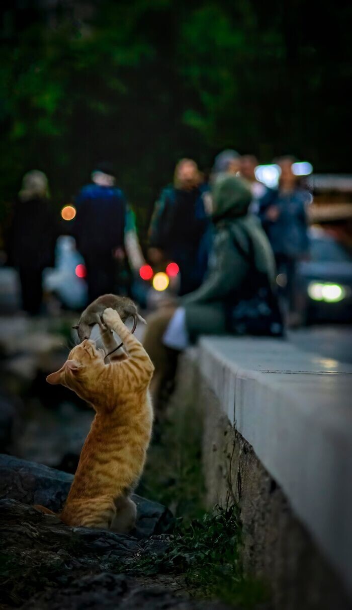 7. "Кошка и мышка". Фотограф - Yaşar Koç