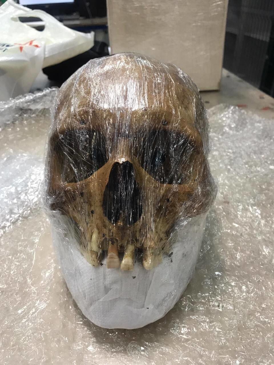 Во Внуково в отправленной в США посылке обнаружили человеческий череп