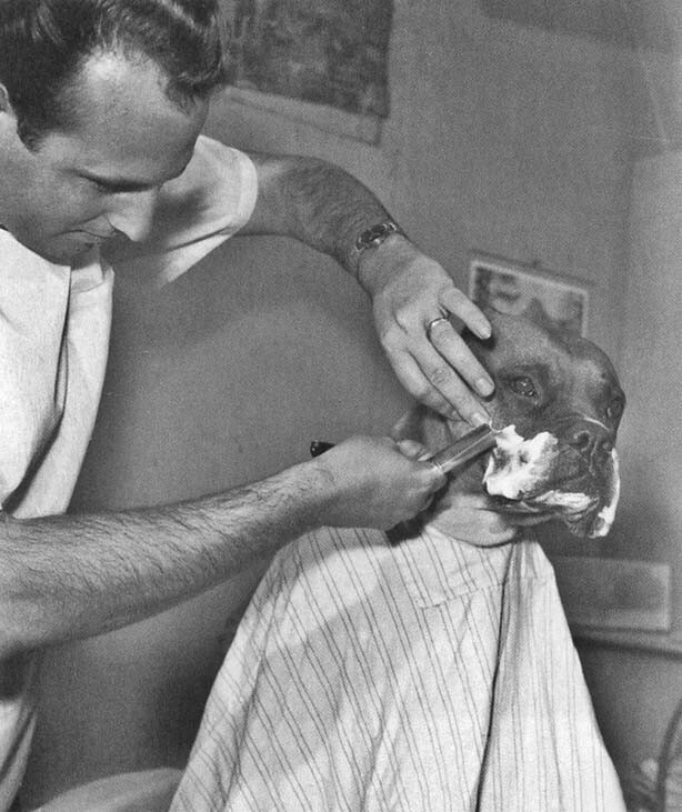 Парикмахер бреет известного на телевидении бульдога Фрица. Калифорния, апрель 1961 года