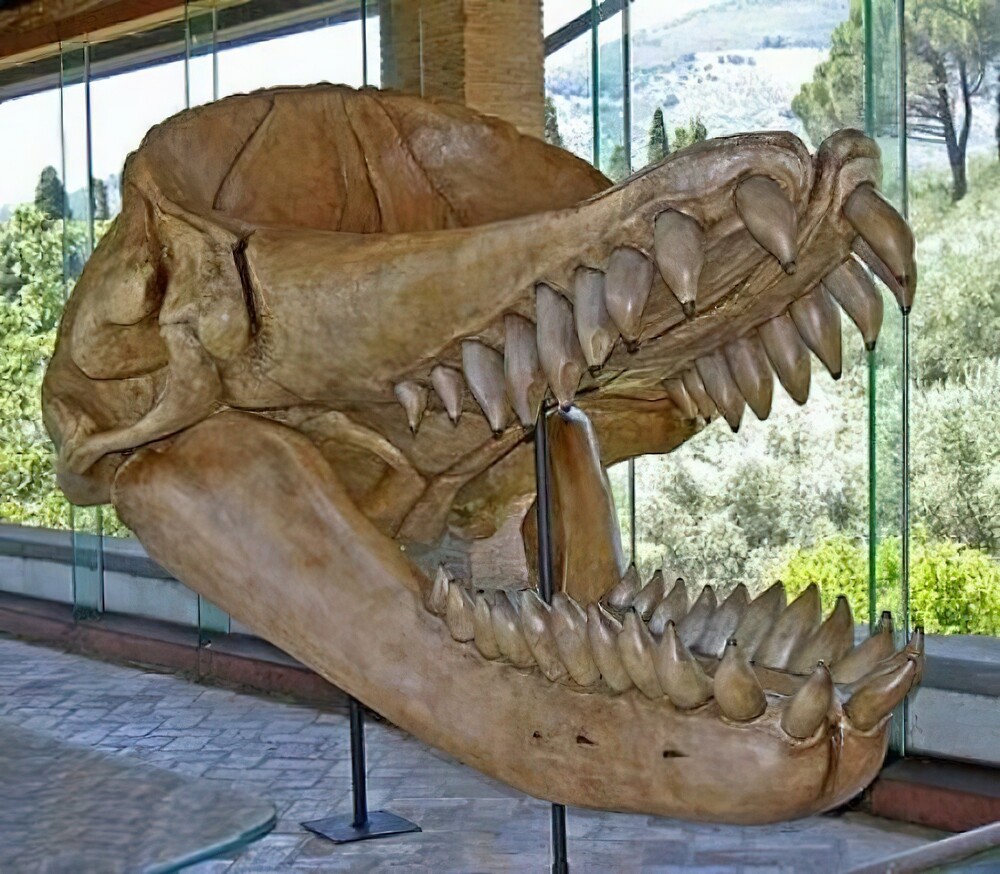 25. Мелвиллов левиафан, вымерший род кашалотов. Череп 3 метра, верхние зубы до 36 см длиной. Это был сверххищник и конкурент мегалодона, древней акулы