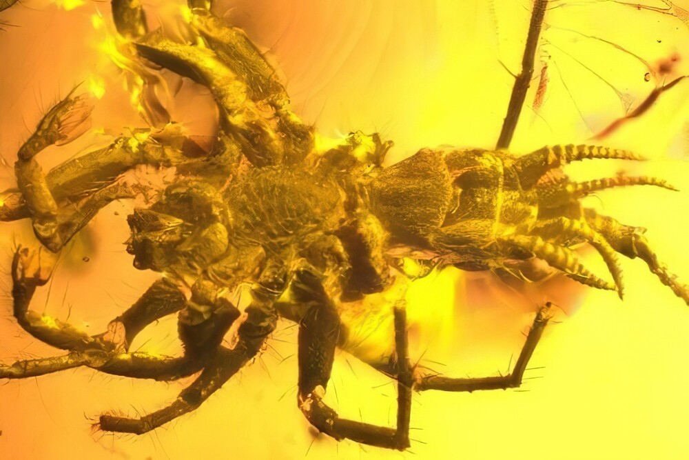 22. Доисторическое паукообразное (Arachnida), найденное в янтаре